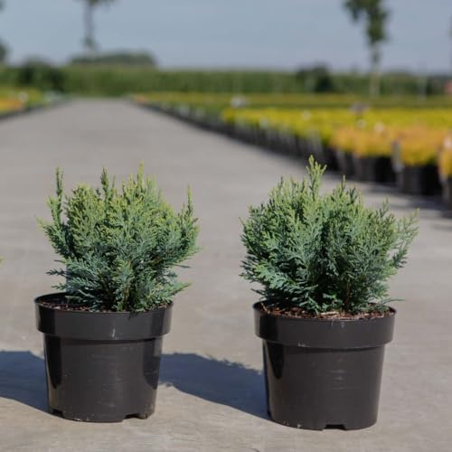 Chamaecyparis lawsoniana ‘White Spot’ | Medium Columnar Conifer | Blue & White Foliage | Hedge, Specimen & Container Plant | Hardy Evergreen Tree 9cm x1 by Thompson & Morgan