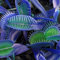 Semi 100PCS in vaso blu Insettivori pianta Dionaea muscipula rari semi bonsai Venere acchiappamosche