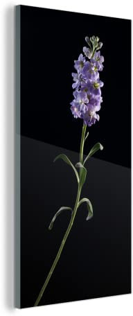 MuchoWow Glasbild Glasfoto Wandbild Bilder Deko 60x120 cm Ein Veilchen auf schwarzem Hintergrund