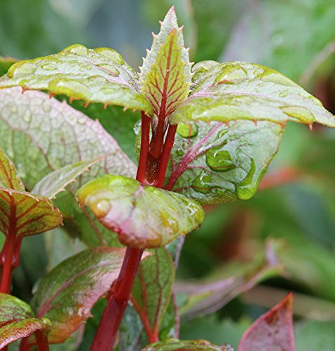 Spalthortensie Rose Sensation 80-100cm - Hydrangea schizophragma - lebende Gartenpflanze aus den Baumschulen