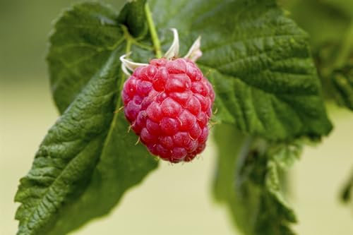 Rubus idaeus 'Preussen II' 30-40 cm - Himbeere, rote Früchte, Erntezeit Juli-August, ideal für Naschgärten, pflegeleicht und winterhart