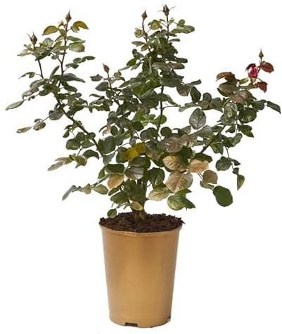 Planta Exterior Natural Rosal Meilland Rojo Grande Flores Rojas