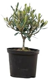 Olivo Natural Miniatura - Planta Viva - Árbol Enano Mediterráneo - Regalo Original y Sostenible