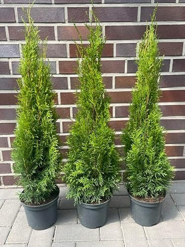 15st. Thuja Smaragd 90-120cm für 5m Hecke Lebensbaum Heckenpflanzen Edelthuja