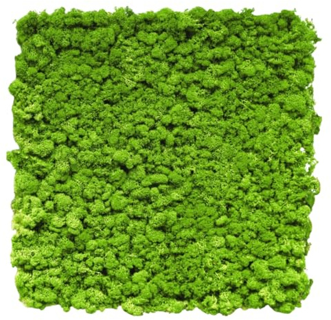 HORI® Mooswand - Wandpaneele aus Moos - Natur Wandverkleidung innen - Moosbild - Akustikpaneele 50 x 50 cm