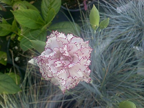 Semi del garofano Raspberry Ripple Carnation STARTS 50 Semi GIARDINO Seeds ONLY