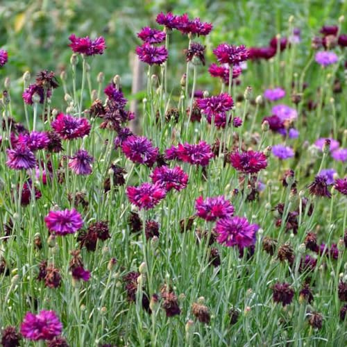 semillas de aciano, decoración Jardín resistentes 350pcs