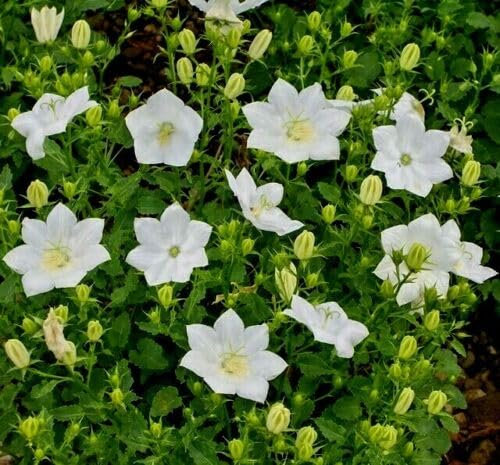 Buy4seeds 2000 Seeds Campanula carpatica White Bellflower Useful for Gardening (2000 Seeds) Easy to Grow