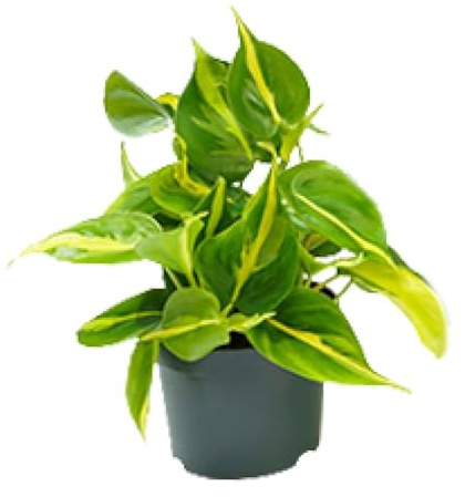 Philodendron Scandens Brasil - 15cm - Ø12cm - Zimmerpflanze - Immergrün