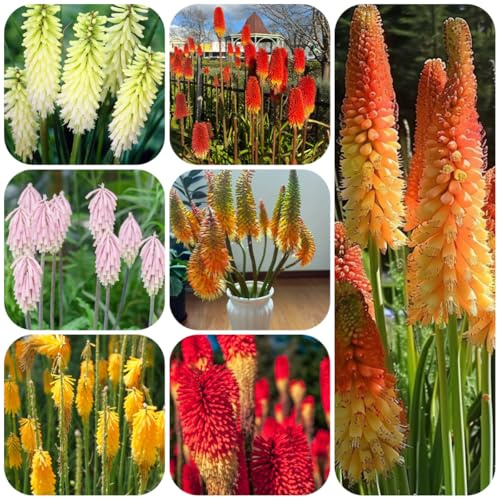 semillas de lirio antorcha, jardín para exterior silvestres jardín rocas resistentes decoración resistentes exterior variedades 125pcs