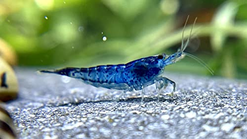 5 Blue Dream Zwerggarnelen, Garnelen Aquarium