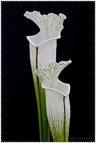 100 clip Pz Dionaea muscipula gigante Venere acchiappamosche in vaso Insettivori Seed Pigliamosche per il giardino: 17
