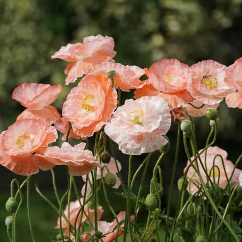 Semillas de amapola de maíz - variedades antiguas Papaver rhoeas - raras, resistentes de perenne 300pcs