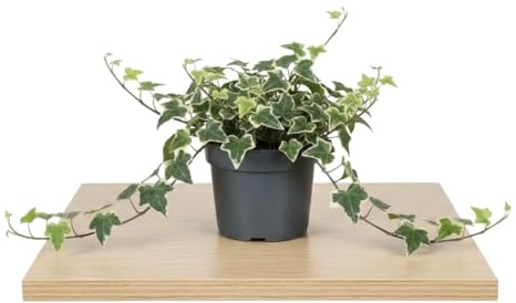DECOALIVE | Hedera Helix Variegata Hiedra Variegata Planta Viva Resistente para Espacios Luminosos Maceta 13 cm Altura 25 cm