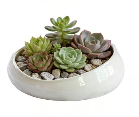 LOUIE SILNA Vaso per piante grasse, 21 cm, in ceramica, per interni, con fori di drenaggio, vaso bonsai decorativo arte moderna, regalo per la mamma, bianco