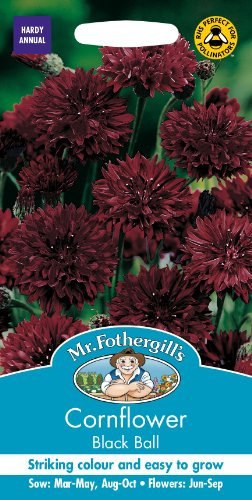 Mr Fothergill's 13713 Flower Seeds, Cornflower Black Ball, Deep Claret