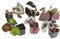 Generic King Begonia/Rex/Yukon Frore Begonia Rex - Plug Plant/Rhizome/more variety: Seeds Only