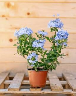 Piombaggine – Plumbago auriculata echte Pflanze Terre di Romagna Made in Italy Farbe Hellblau