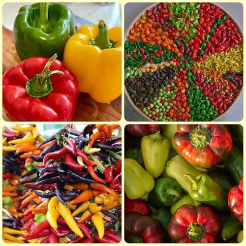 Semillas de chile, organicas regalos de jardín semillas de jalapeño 150pcs