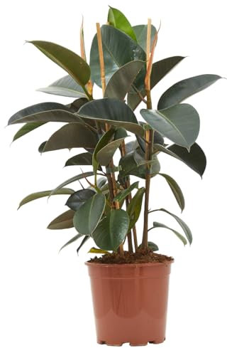 Verdecora Ficus Robusta | Ficus Elástica | Árbol del Caucho | Decoración toque rústico | Escasos cuidados | Planta natural de interior en maceta de Ø20cm