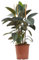 Verdecora Ficus Robusta | Ficus Elástica | Árbol del Caucho | Decoración toque rústico | Escasos cuidados | Planta natural de interior en maceta de Ø20cm