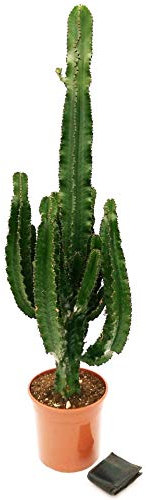 POWERS TO FLOWERS - EUPHORBIA VULCANA ERITREA, SPINA DI CRISTO, CACTUS DEL FREDDO, vaso 24cm altezza 110/120cm, pianta vera