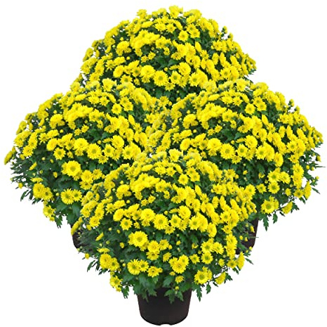 Margaritas de Color Amarillo - Pack 4 Plantas - Chrysanthemum o Crisantemos