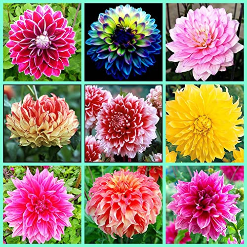 Rizoma di Zinnia,Bulbi di dalia,misto,piantato in autunno,fiorisce in estate,i fiori sono enormi,dai colori vivaci,adatti per essere piantati in giardini o in vaso