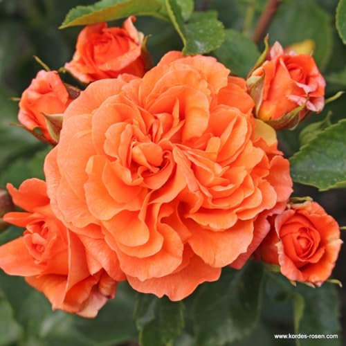 2 x Rosier - Rosa 'Orangerie' en pot 25-30 cm - Floraison orange vif et élégance parfumée