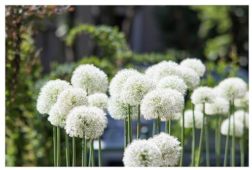 Stauden Gänge 3 x Allium 'Mount Everest' im 1 Liter Topf (Staude/Stauden/Mehrjährig/Winterhart) Riesen Zierlauch - Strahlend weiße Blütenkugeln in majestätischer Höhe - Bienenfreundlich