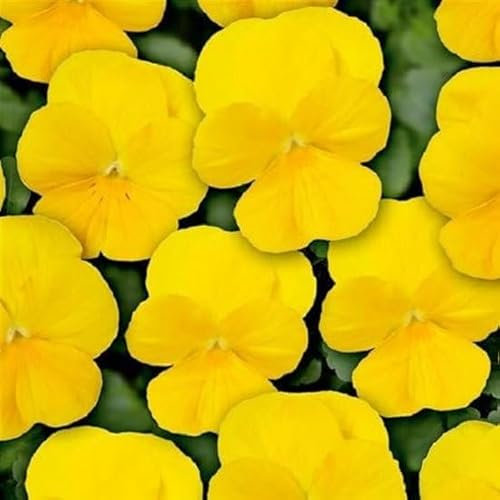 Helza Stiefmütterchen Twix Yellow, Gelb, Holländische Veilchen, 200 stück, Blumensamen für Garten und Balkon, Pflanzensamen, Saatgut von Kulturpflanzen