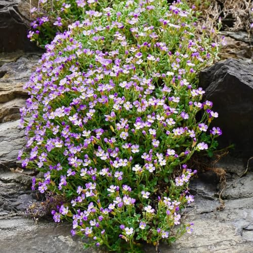comprar semillas de cojín azul, raras Aubrieta cultorum, semillas jardín rocas cobertura suelo exterior balcón 800pcs