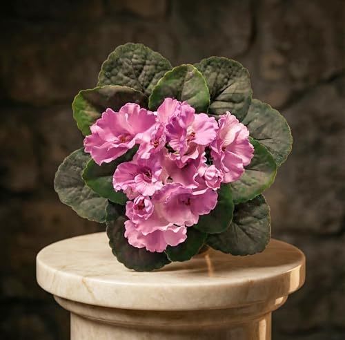 Artificial Semi-Miniature African Violet Pink 8 Inch – Realistic Faux Flower for DIY Arrangements, Crafts & Home Decor (No Pot)