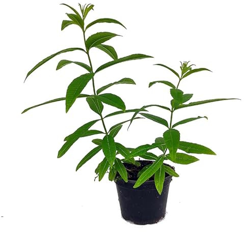 DECOALIVE Hierbaluisa o Cedrón Planta Natural de Exterior