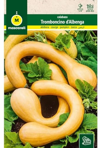 Mascarell Semillas, CALABAZA, Semillas Huerto, CALABAZA TROMBONCINO D´ALBENGA, Crea tu Propio Huerto Urbano y Cultivo en Casa, Plantas Hortícolas, 3 Gramos