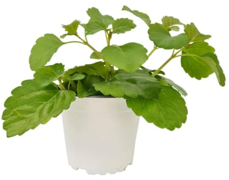 Planta del Dinero Viva y Natural Regalo Verde con Significado Cuidado Muy Sencillo