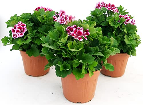 POWERS TO FLOWERS - GERANIO IMPERIALE, PELARGONIUM GRANDIFLORUM, 3 PIANTE, FUCSIA CON OCCHIO, VASO 16CM DIAMETRO, piante vere
