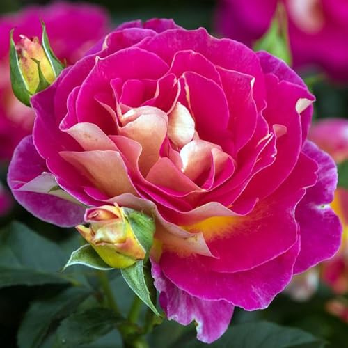 Maleica® Edelrose im großen XXL 7,5 Liter Topf