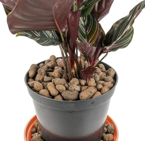 5Liter Grade 8mm-16mm Clay Pebbles, Hydroton or LECA-Lightweight Expanded Clay Aggregate, Heated Clay - used in hydroponic systems, aquaponics, and as a growing medium for plants.