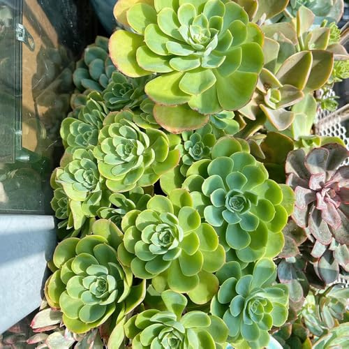 Semillas de suculentas, jardines, productos sostenibles, fáciles de mantener 300pcs