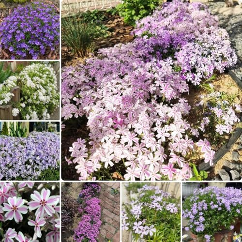 Semillas de Phlox de alfombra, de jardín de rocas resistentes de flox subulata, Decoración de jardín para exteriores perennes 250pcs