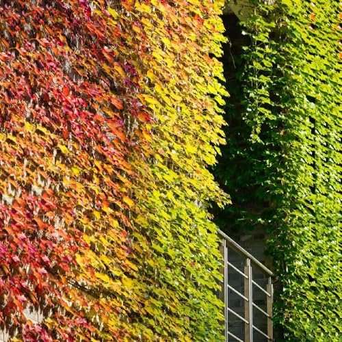 Parthenocissus tricuspidata giardino balcone interno 1000semi