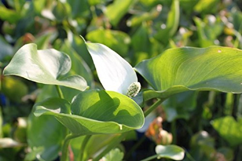 WASSERPFLANZEN WOLFF - Calla palustris - Sumpfkalla - Drachenwurz, weiß - winterhart! - Blume des Jahres 1988 ! - heimisch – 4er - Set QUALITÄTSSTAUDEN im PFLANZKORB - durchwurzelt