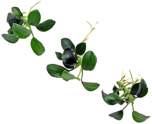 K2AQUA 3 Anubias Nana Petite Live Aquarium Plants Freshwater Tropical Aquascaping Fish Tank