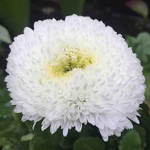 Welldales 100 White Pompom Dasiy Seeds Large Double Bellis Perennis Ave UK Perennial Plant