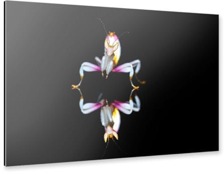 artboxONE Alu-Print 120x80 cm Orchideen Fangschrecke von Künstler Die Welt Tanzt Farben