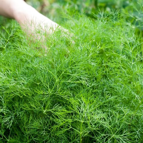 semillas de eneldo orgánicas, invernaderos de balcones jardín interior jardín la cocina al aire libre balcón 300pcs
