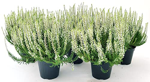 POWERS TO FLOWERS - ERICA CALLUNA BIANCA 5 PIANTE V12CM, piante vere