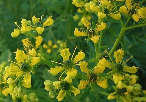 50+ Graines Herbe-de-Grâce, Common Rue,Ruta graveolens seeds:Seeds only