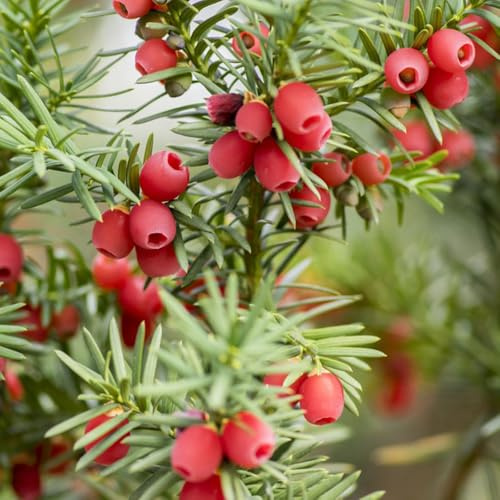 Semi di Taxus baccata, giardino giardino semi di sempreverde, resistente al freddo verdi vecchie varietà balcone ornamentale, resistente 30pcs